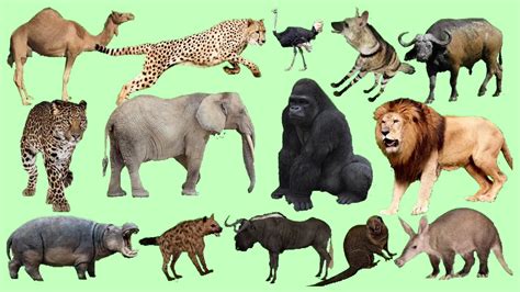 gambar gambar hewan monumen patung kebun binatang heidelberg monyet gajah seni  rebanas rebanas