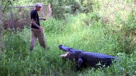 huge alligator walks behind florida man