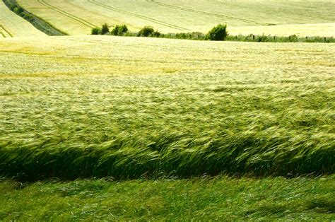 herrys journal favourite views fields  barley