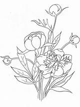 Coloring Peony Pages Flower Flowers Color Sketch Printable Recommended Template sketch template