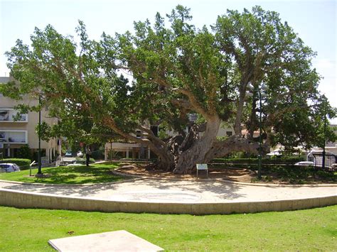 sycamore tree  netanya israel image  stock photo
