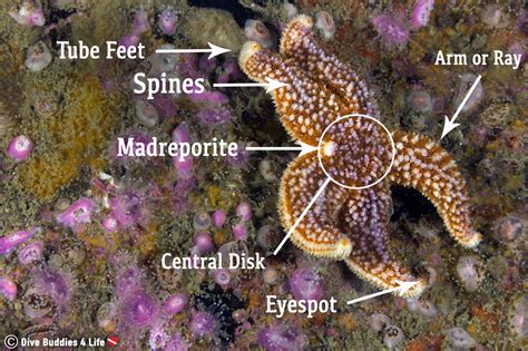 external anatomy   sea star  species   spotlight sea star species undersea world
