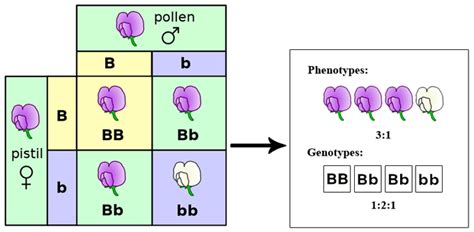 12 1a Introduction To Mendelian Inheritance Biology Libretexts