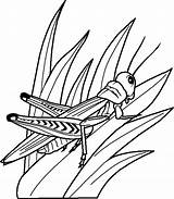 Disegno Insetti Insetto Bugs Grasshopper Insects Sheet Insect sketch template