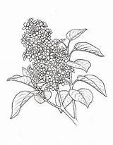 Lilac Flower Coloring Plant Drawing Drawings Syringa Paintingvalley sketch template