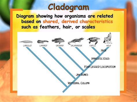 cladograms  dichotomous keys powerpoint