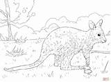 Wallaby Coloring Pages Juvenile Bennett Designlooter Drawing Template 2048 84kb Skip Main sketch template