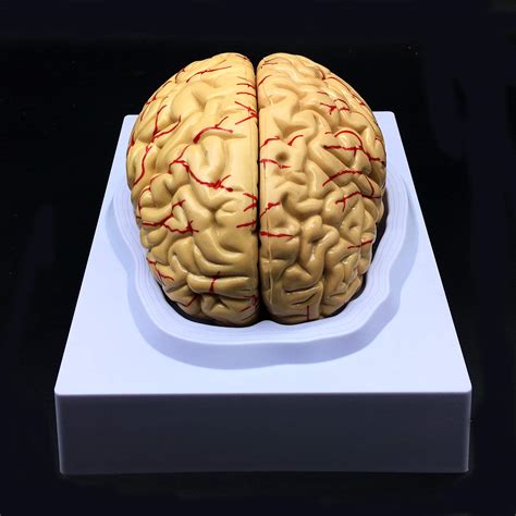 human brain model anatomically accurate brain model life size human brain anatomy  science