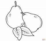 Pears Pear Coloring Pages Two Drawing Printable Fruits Drawings sketch template
