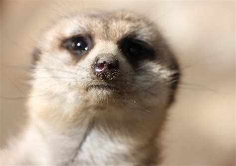meerkat nose flickr photo sharing