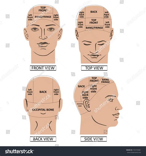 man head divisions scheme template front stock vector royalty