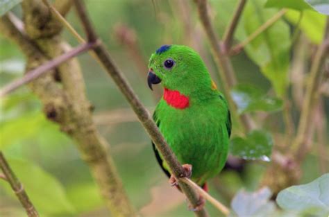 blue crowned hanging parrot health personality colors  sounds petguide petguide