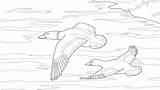 Duck Mallard Coloring Pages Getcolorings Drake Wood sketch template