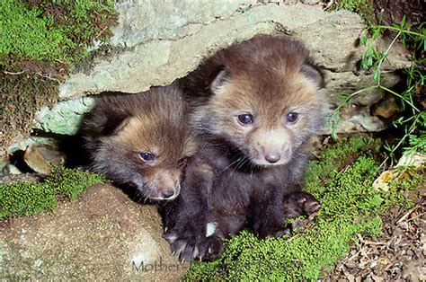 Red Fox Kits Mother Daughter Press