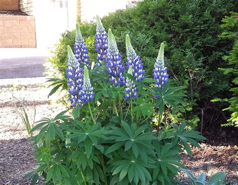 fun facts and tips on growing lupins the perfect garden hose™