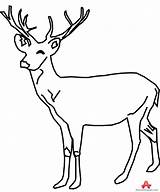 Deer Outline Clipart Buck Drawing Drinking Water Dear Clip Animal Cliparts Sitting Walking Clipartbest Library Clipartmag Paintingvalley Webstockreview sketch template