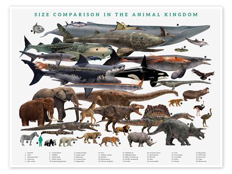 size comparison   animal kingdom print  science photo library