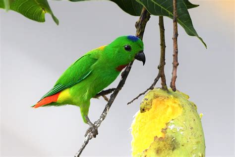 blue crowned hanging parrot hiking  green isle