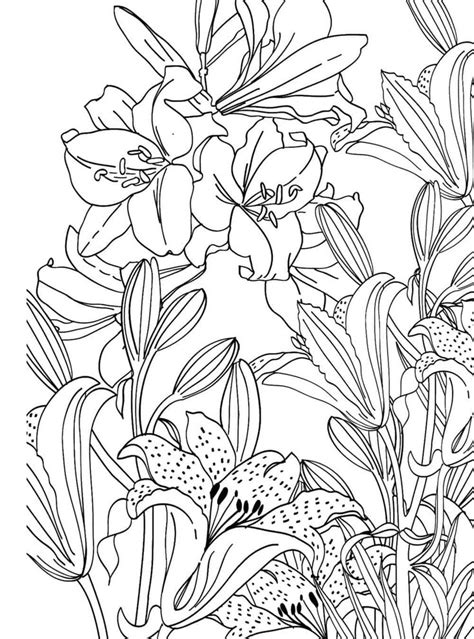 pin  fruits  vegetables coloring pages