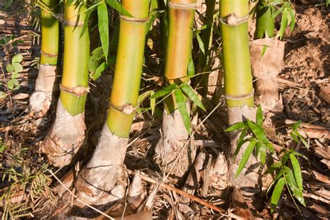 tall  bamboo grow depends  type