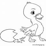 Coloring Duckling Ugly Pages Popular sketch template