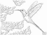 Hummingbird Swallow Hummingbirds Colorir Golondrinas Beija Supercoloring Golondrina Calliope Colibrí sketch template