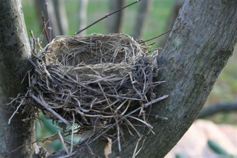 delco daily top ten top   bird nest