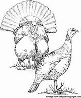 Turkey Coloring Pages Hunting Getcolorings Wild sketch template