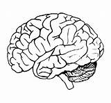Human Coloring Head Getdrawings Pages Brain sketch template
