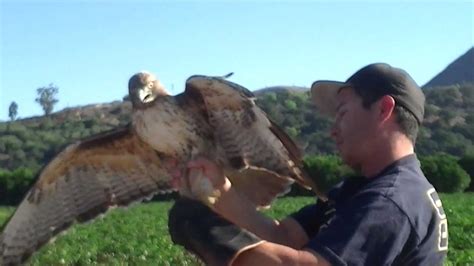 elite falconry red tailed hawk trapping bal chatri trap youtube