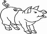 Pig Cliparts Fat Coloring Pages sketch template