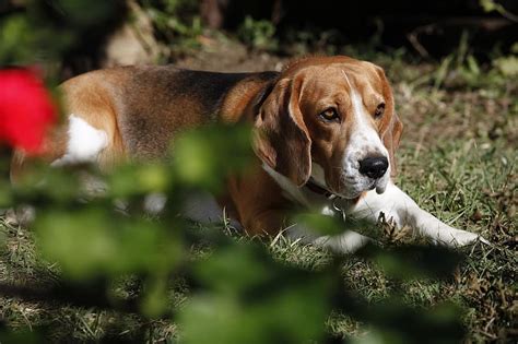 beagle coonhound mix puppies