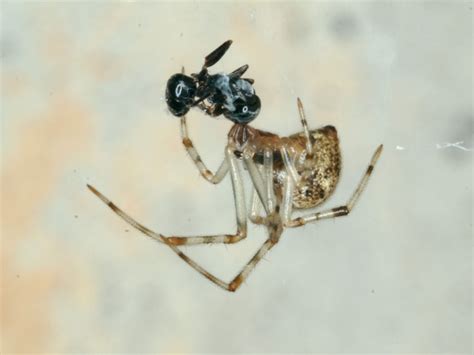 spiders and their webs acreage life nebraska