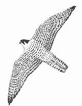 Faucon Falcon Coloriages Rapace Animaux Millenium Dessiner Pèlerin Crecerelle sketch template