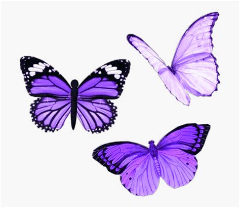 Png Purple Butterfly Aesthetic Moodboard Niche