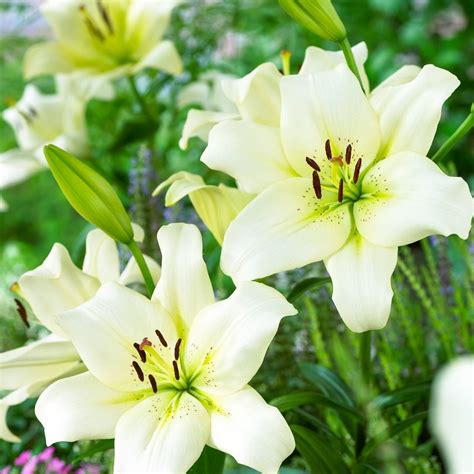 Lily Ercolano Pack Of 10 Classy White Lillium Lily Bulbs