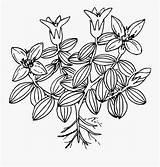 Moss Gentian Plants Getdrawings Openclipart Clipartkey Kindpng Seekpng sketch template