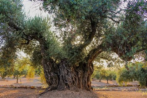 olive trees millennial olive trees olive trees  spain