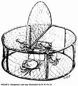 Crab Dungeness Drawing Trap Getdrawings sketch template