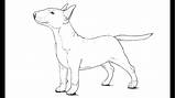 Bull Terrier Drawing Draw Dog Drawings sketch template