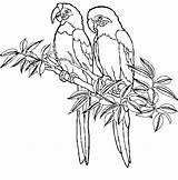 Coloring Pages Jungle Parrot Choose Board Animal Bird sketch template