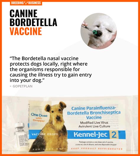 bordetella  dogs definition symptoms prevention treatments faq