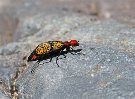 weirdest bugs  arizona wagner pest solutions phoenix az