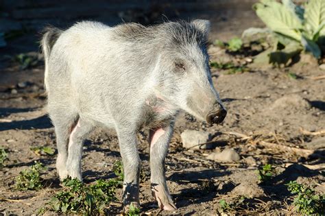 news  report daily feral pigs overrun  zealand capital