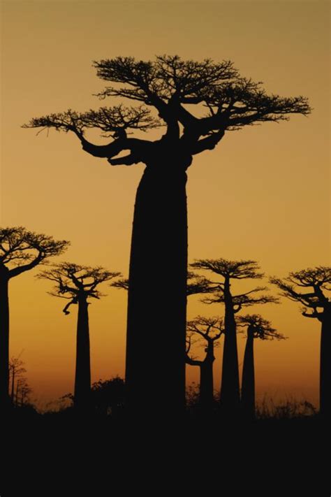 A Description Of The Flowers Of The Baobab Tree And How They Are