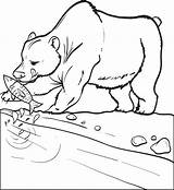 Bear Fish Coloring Catching Polar Pages Clipart Coca Cola Eating Printable Color Getcolorings Drawn Kids Clipground sketch template
