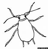 Aphid Clipart Coloring Tick Template Pages Clipground sketch template