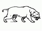 Tiger Coloring Saber Tooth Toothed Prehistoric Animals Cat Big Popular sketch template