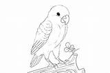 Sketsa Burung Lovebird Mewarnai Kolase Belajar Hewan Mudah Lovebirds Ngekek Bagus Hasil Narmadi Jenisnya sketch template