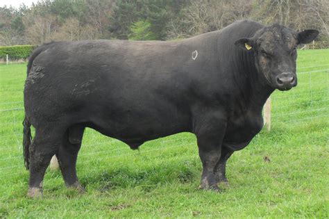 wagyu black aberdeen angus cattle